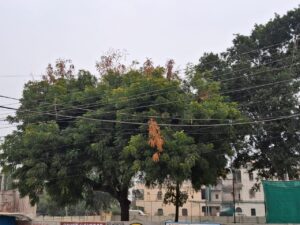 IMG-20250101-WA0010